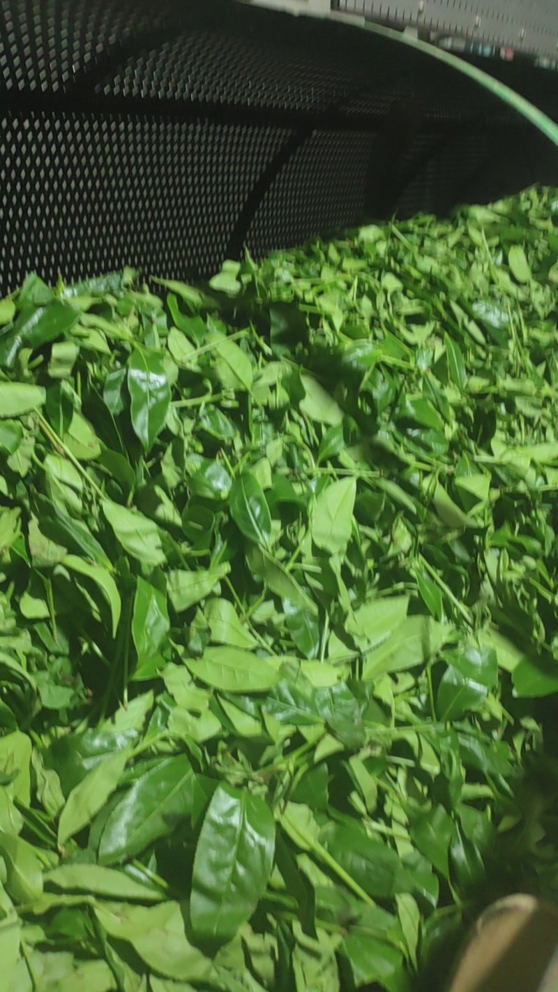 武夷岩茶。