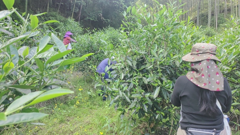 武夷岩茶。