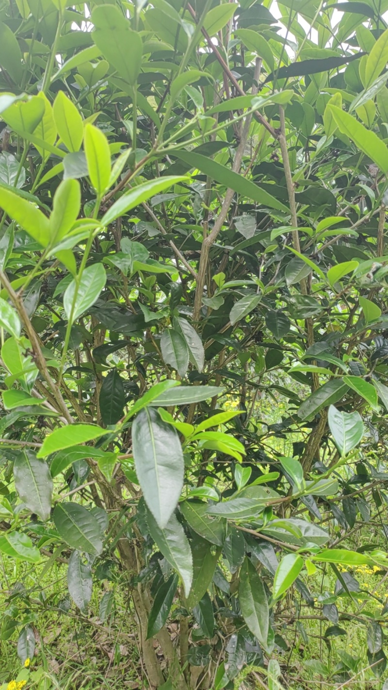 武夷岩茶。