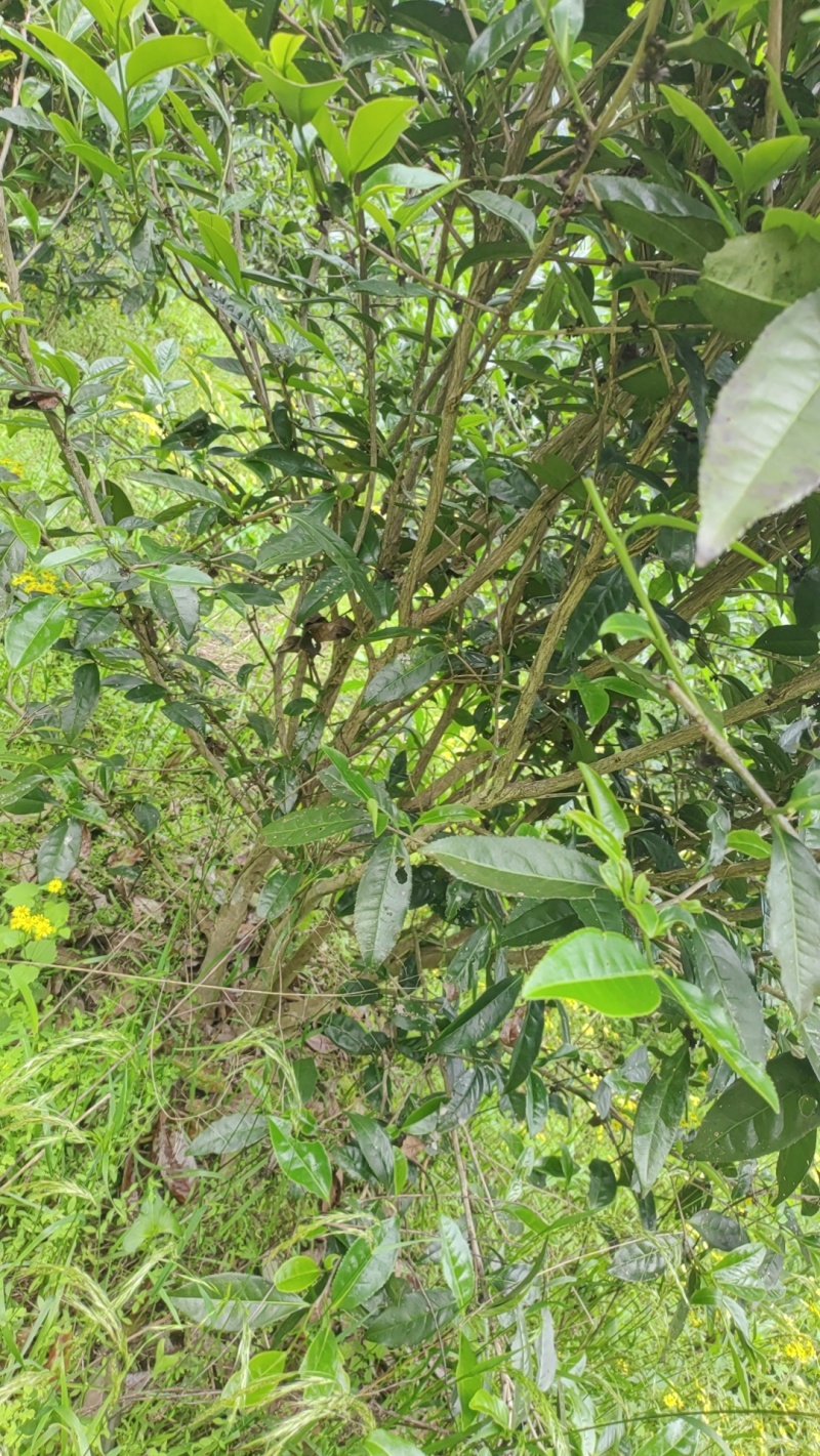 武夷岩茶。