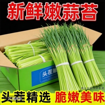 河南蒜苔
