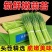 河南蒜苔