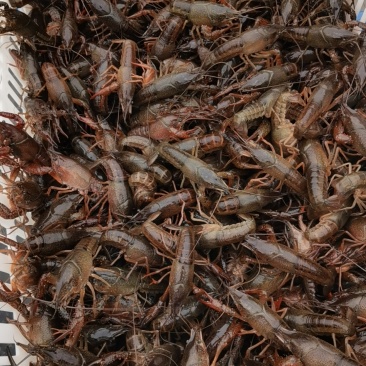 小龙虾
