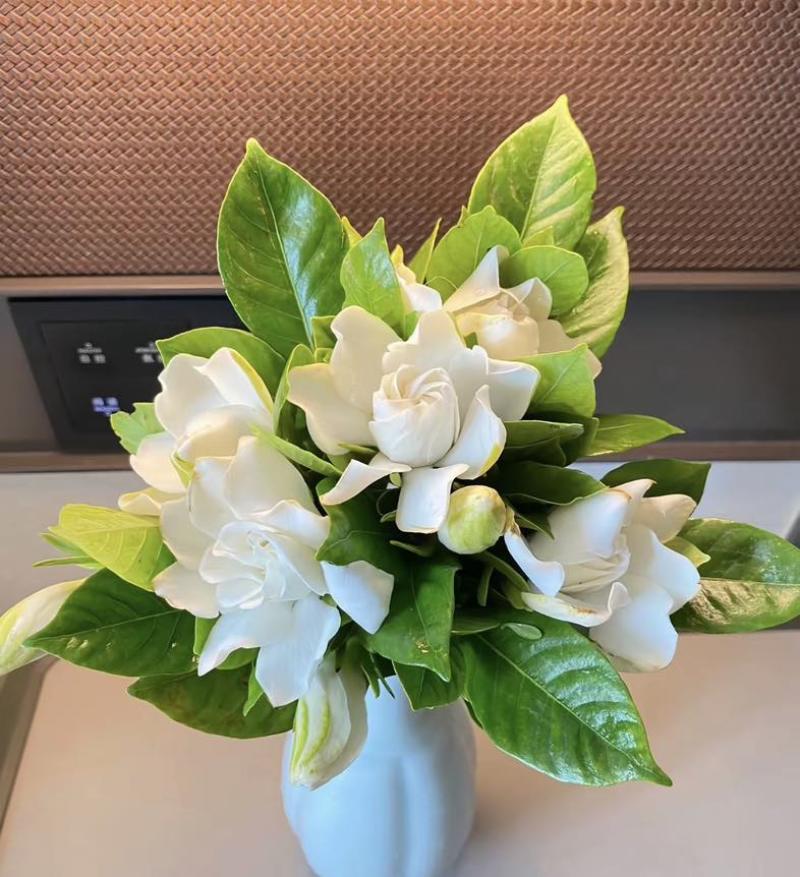 栀子花鲜花切条