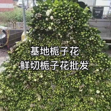 栀子花鲜花切条