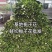 栀子花鲜花切条