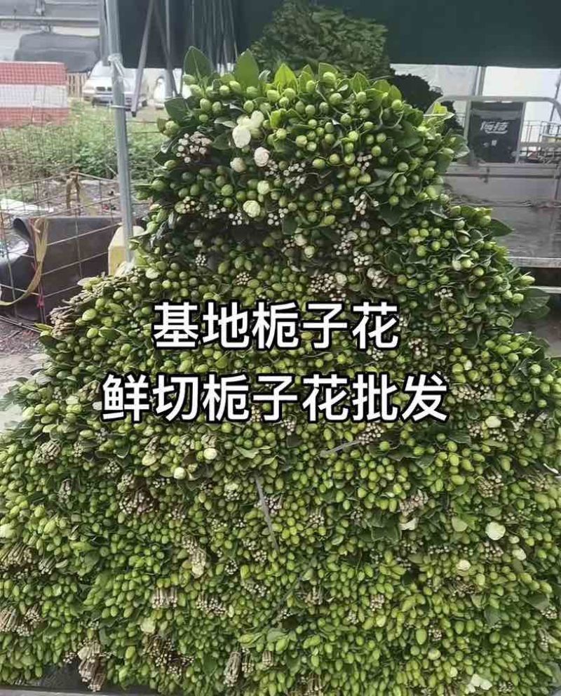 栀子花鲜花切条
