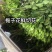 栀子花鲜花切条