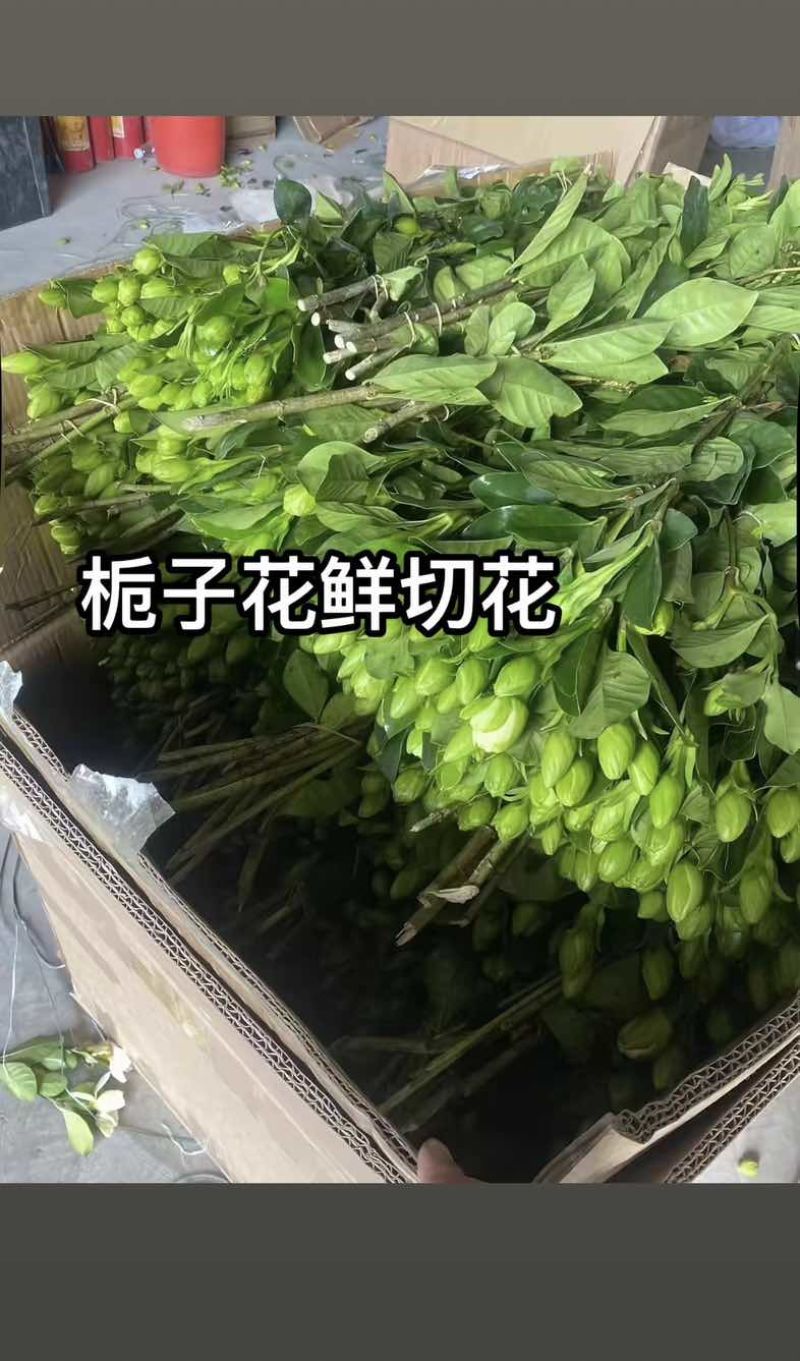 栀子花鲜花切条
