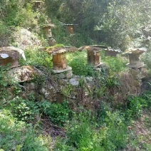 自家喂养的高山土蜂蜜（百花蜜）