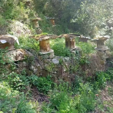 自家喂养的高山土蜂蜜（百花蜜）
