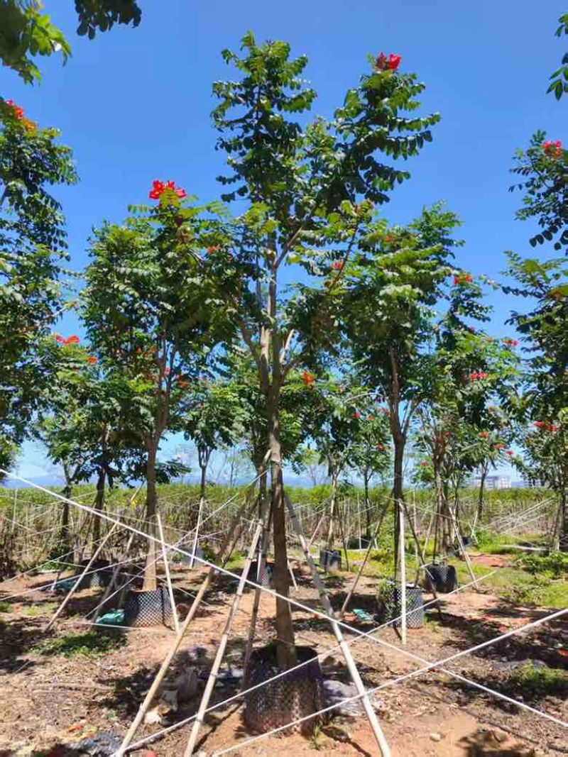 火焰木骨架8-20分，基地直销，一手货源，各种规格大量出售