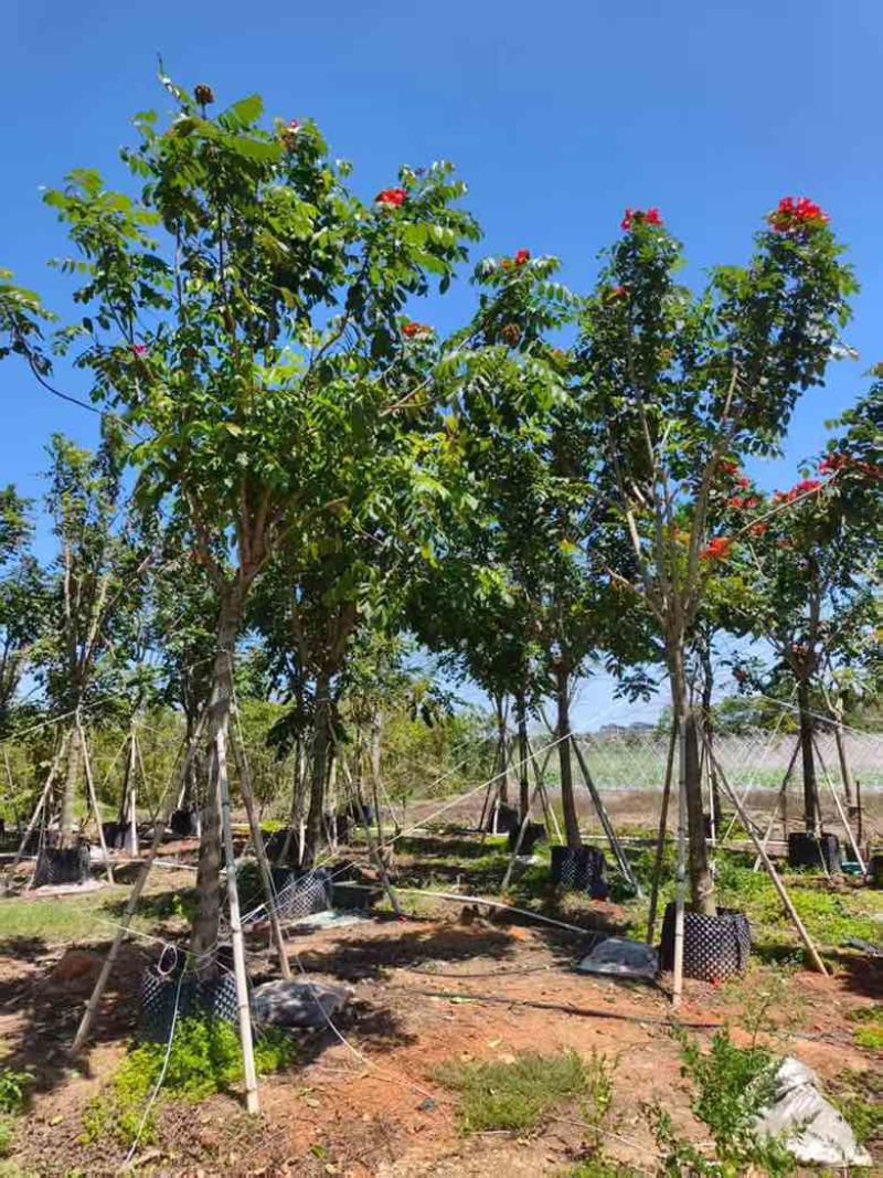 火焰木骨架8-20分，基地直销，一手货源，各种规格大量出售
