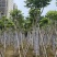 火焰木骨架8-20分，基地直销，一手货源，各种规格大量出售