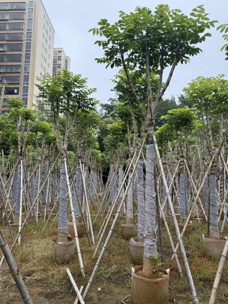 火焰木骨架8-20分，基地直销，一手货源，各种规格大量出售