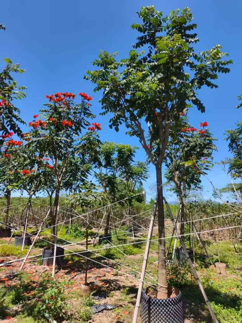 火焰木骨架8-20分，基地直销，一手货源，各种规格大量出售