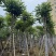 火焰木骨架8-20分，基地直销，一手货源，各种规格大量出售