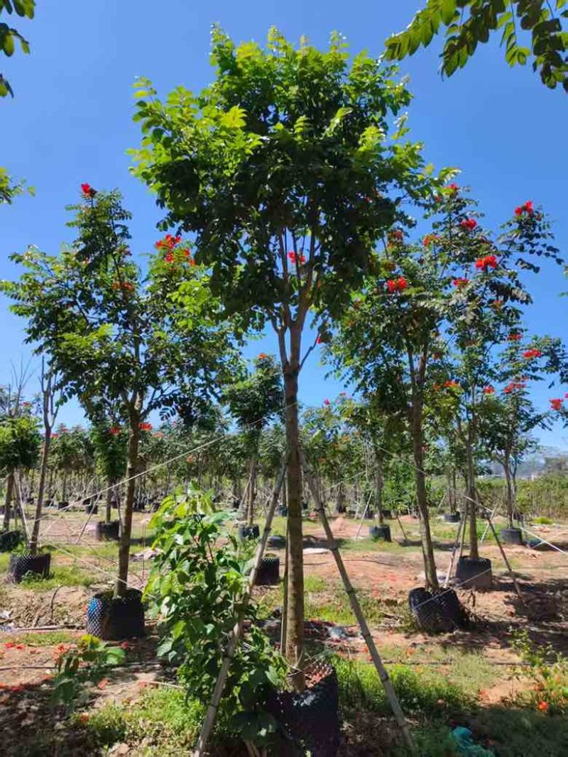 火焰木骨架8-20分，基地直销，一手货源，各种规格大量出售