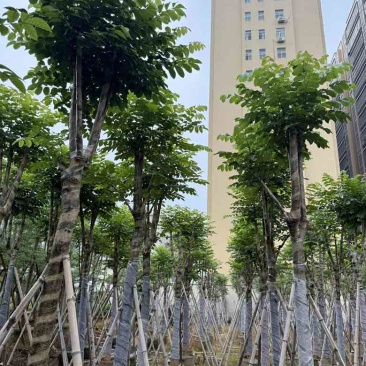 火焰木骨架8-20分，基地直销，一手货源，各种规格大量出售