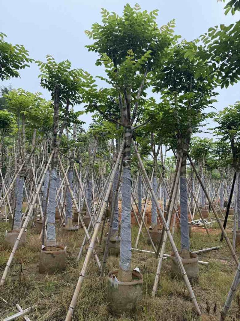 火焰木骨架8-20分，基地直销，一手货源，各种规格大量出售