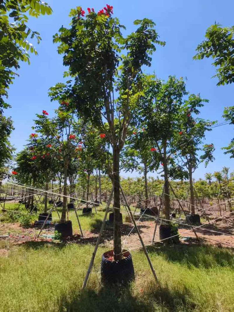火焰木骨架8-20分，基地直销，一手货源，各种规格大量出售