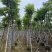 火焰木骨架8-20分，基地直销，一手货源，各种规格大量出售