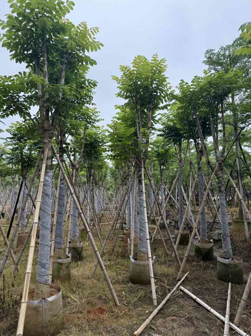 火焰木骨架8-20分，基地直销，一手货源，各种规格大量出售