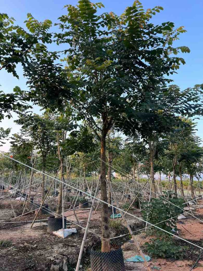 火焰木骨架8-20分，基地直销，一手货源，各种规格大量出售