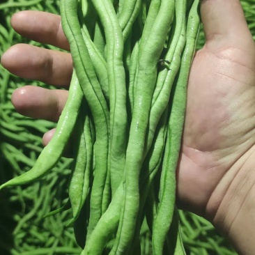 豆王