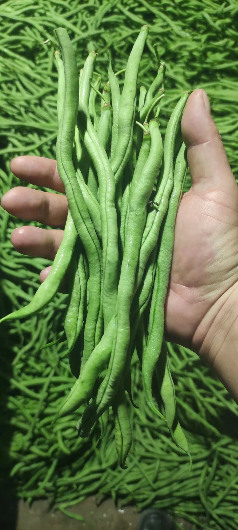 豆王