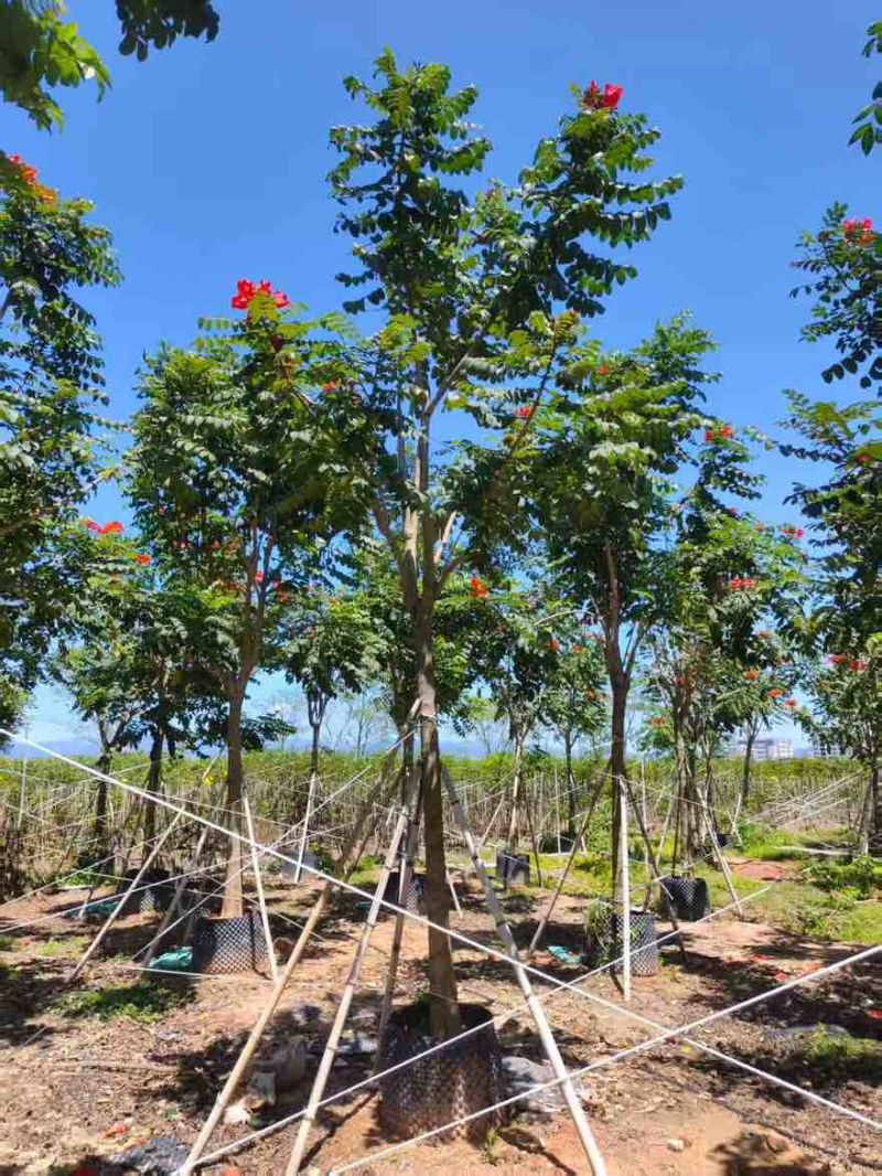 火焰木骨架8-20分，基地直销，一手货源，各种规格，大量出售