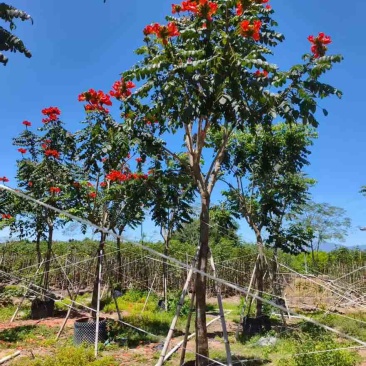 火焰木骨架8-20分，基地直销，一手货源，各种规格，大量出售