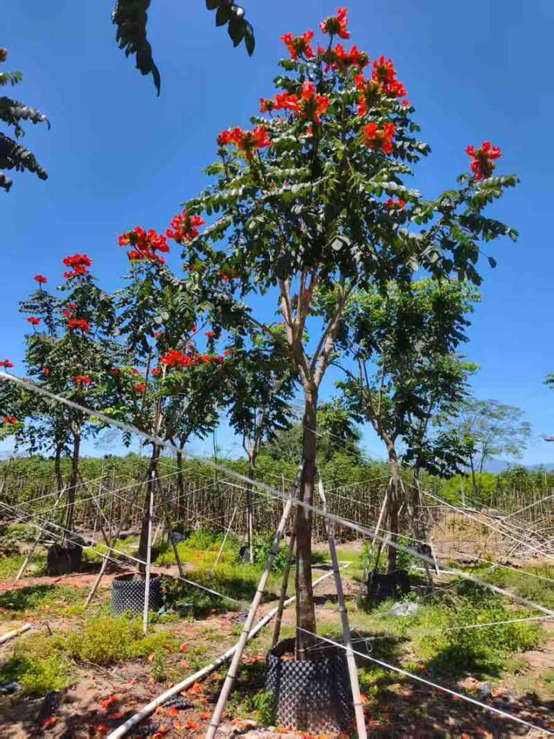 火焰木骨架8-20分，基地直销，一手货源，各种规格，大量出售