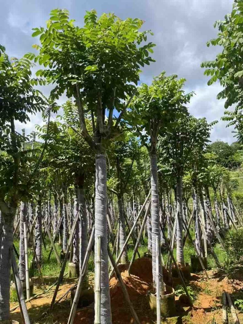 火焰木骨架8-20分，基地直销，一手货源，各种规格，大量出售