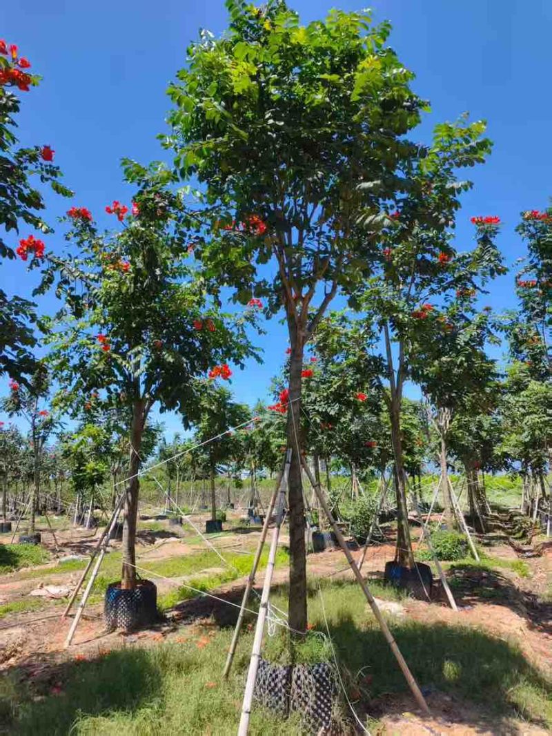 火焰木骨架8-20分，基地直销，一手货源，各种规格，大量出售