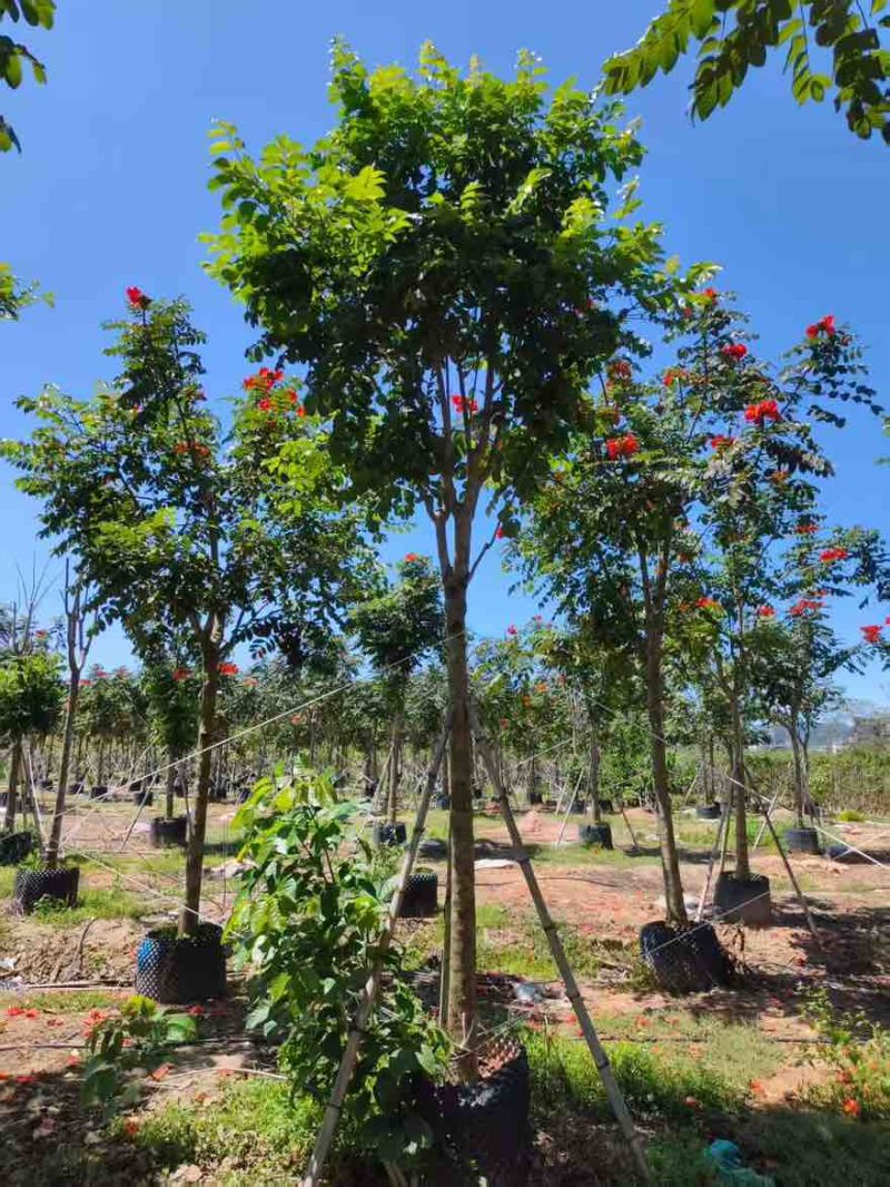 火焰木骨架8-20分，基地直销，一手货源，各种规格，大量出售