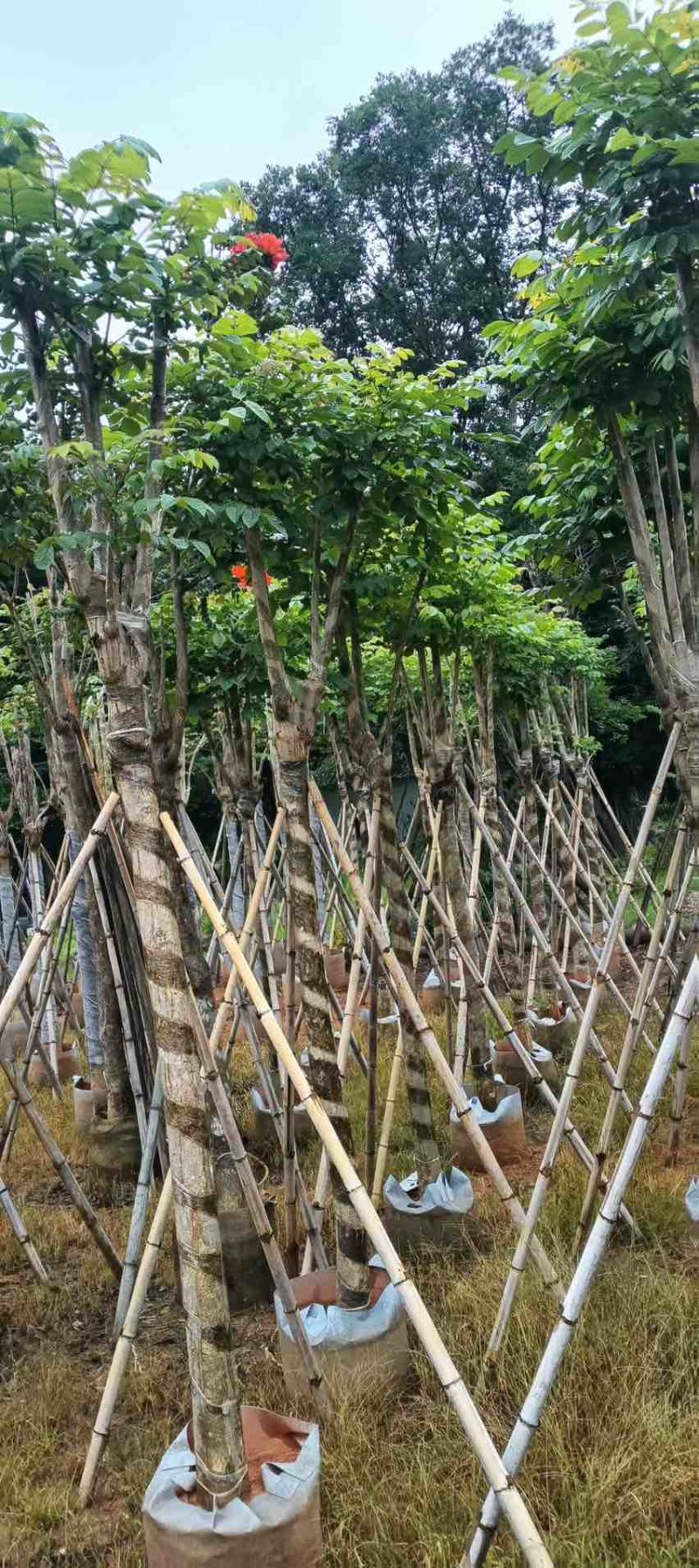 火焰木骨架8-20分，基地直销，一手货源，各种规格，大量出售