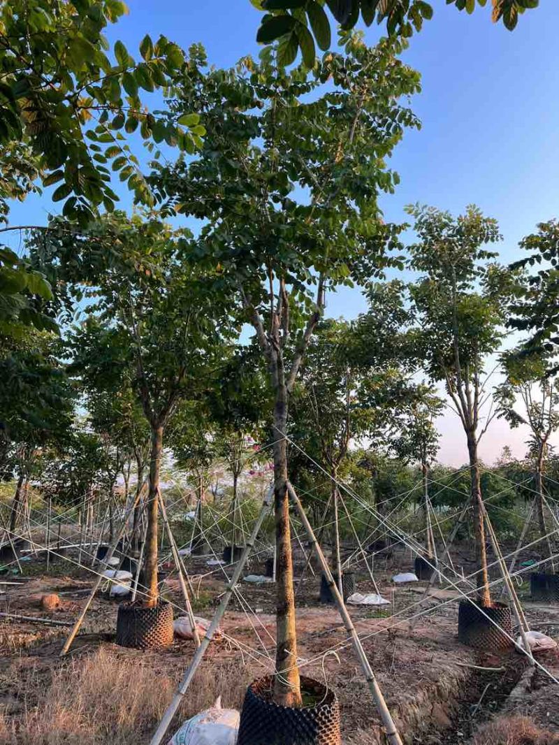 火焰木骨架8-20分，基地直销，一手货源，各种规格，大量出售
