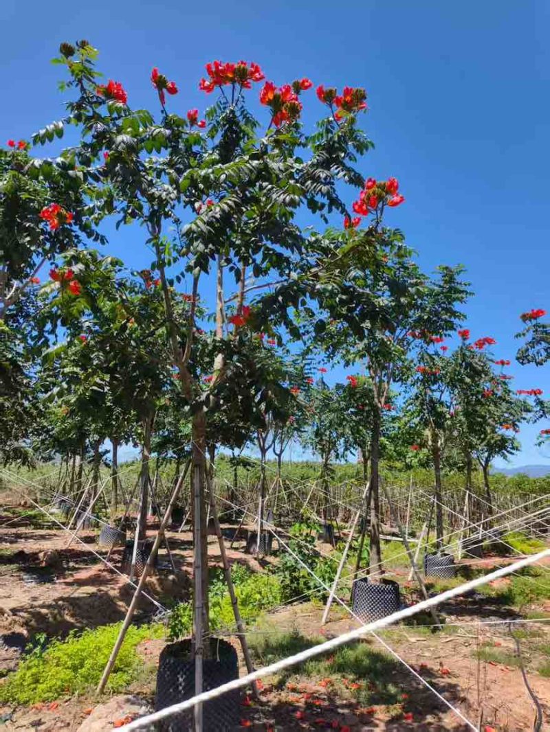 火焰木骨架8-20分，基地直销，一手货源，各种规格，大量出售