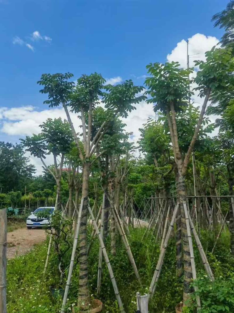 火焰木骨架8-25分，大量低价出售，基地直销，一手货源