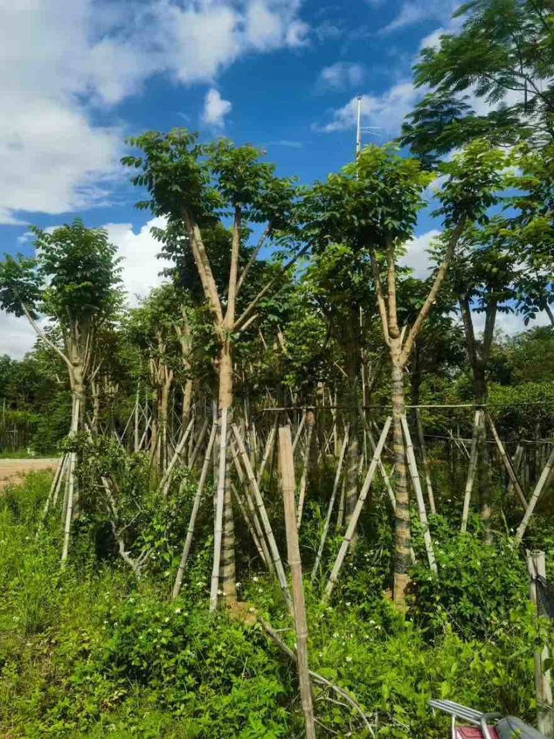 火焰木骨架8-25分，大量低价出售，基地直销，一手货源