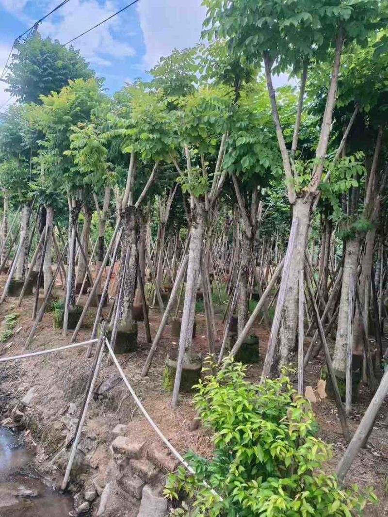 火焰木骨架8-25分，大量低价出售，基地直销，一手货源