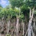 火焰木骨架8-25分，大量低价出售，基地直销，一手货源