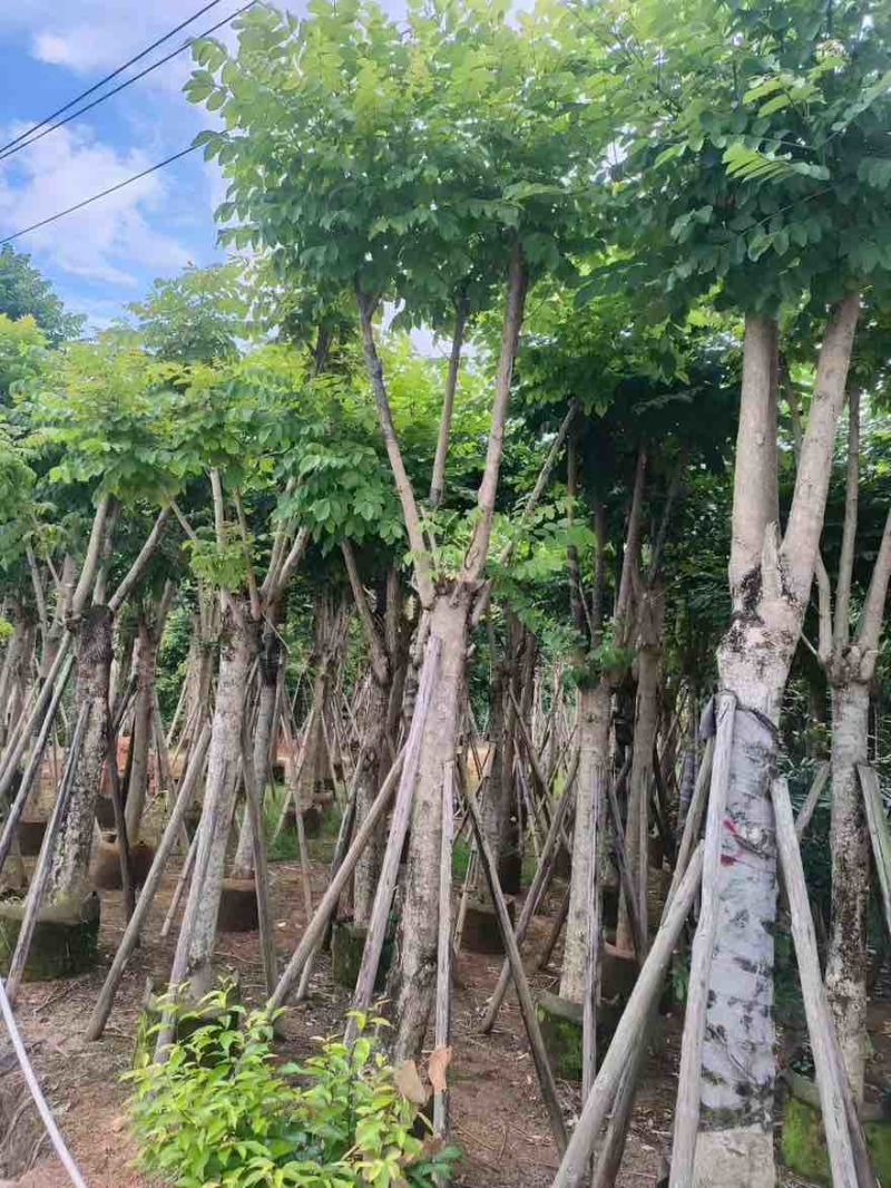 火焰木骨架8-25分，大量低价出售，基地直销，一手货源