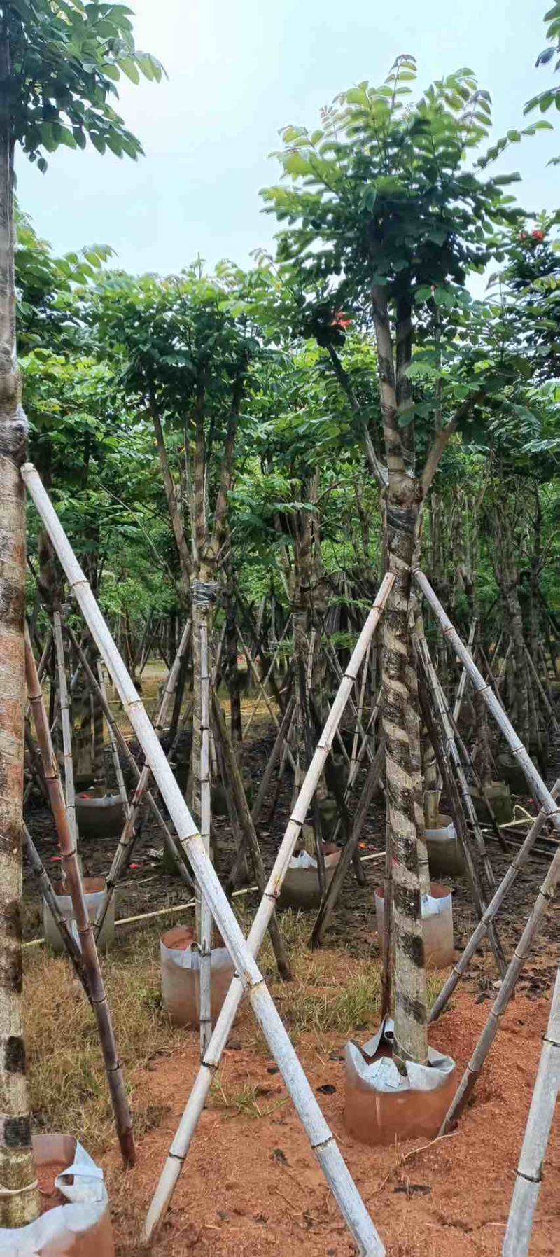 火焰木骨架8-25分，大量低价出售，基地直销，一手货源