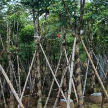 火焰木骨架8-25分，大量低价出售，基地直销，一手货源