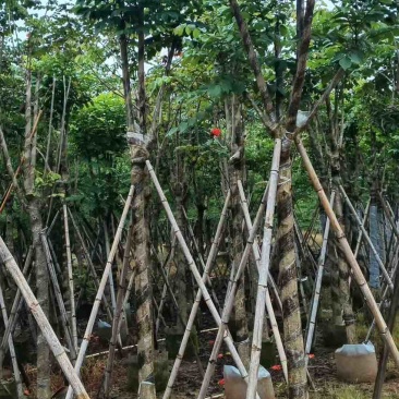 火焰木骨架8-25分，大量低价出售，基地直销，一手货源