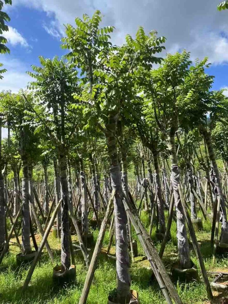 火焰木骨架8-25分，大量低价出售，基地直销，一手货源