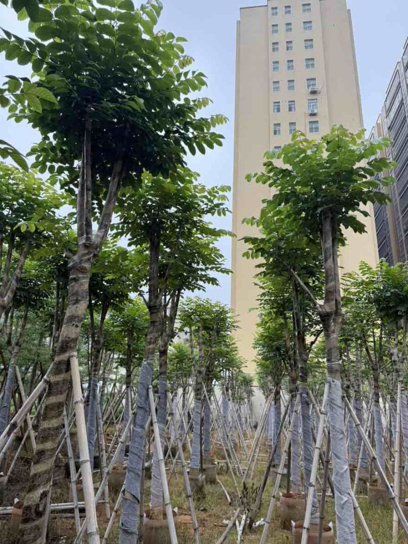 火焰木骨架8-25分，大量低价出售，基地直销，一手货源