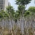火焰木骨架8-25分，大量低价出售，基地直销，一手货源